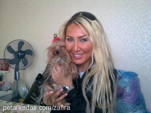 zafira Dişi Yorkshire Terrier