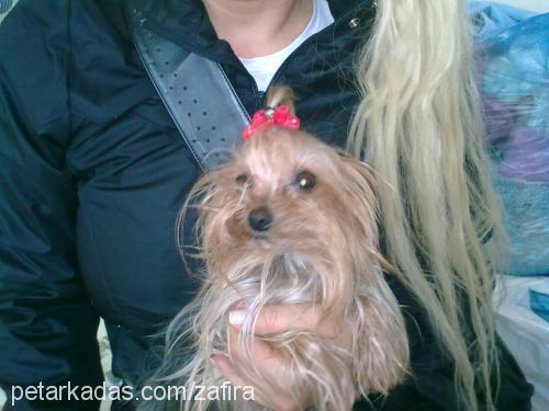 zafira Dişi Yorkshire Terrier