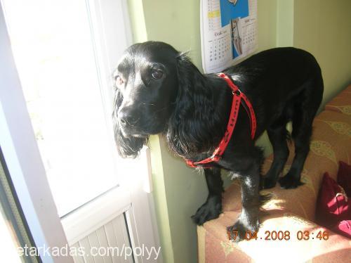 poly Dişi İngiliz Cocker Spaniel