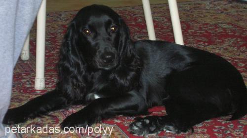 poly Dişi İngiliz Cocker Spaniel