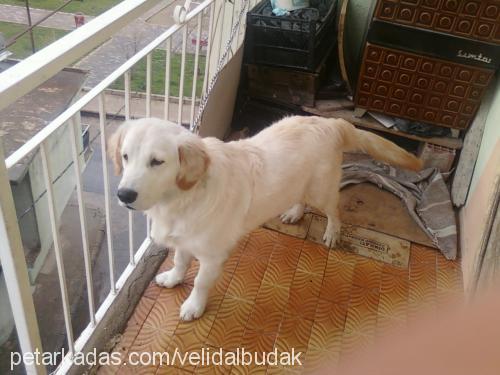 prens Erkek Golden Retriever