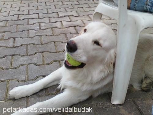 prens Erkek Golden Retriever