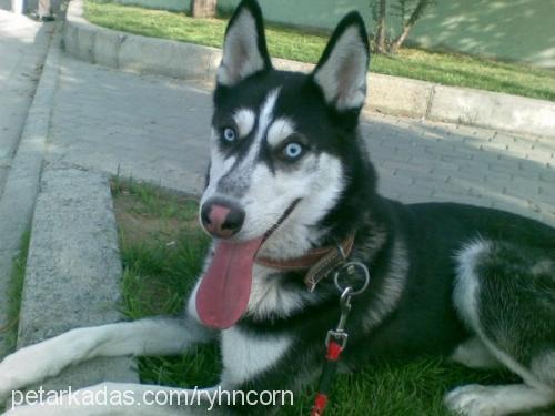 kurt Erkek Sibirya Kurdu (Husky)