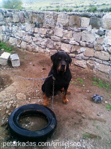 tomas Erkek Rottweiler