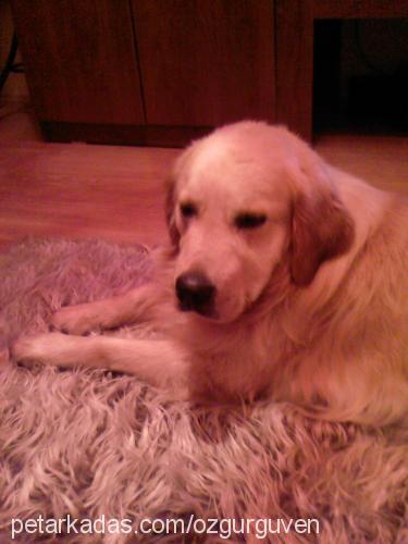 cespar Erkek Golden Retriever