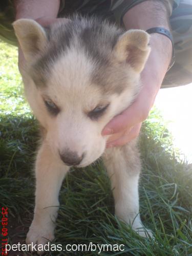 zortii Erkek Sibirya Kurdu (Husky)