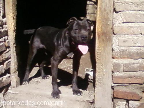 tyson Erkek Amerikan Staffordshire Terrier