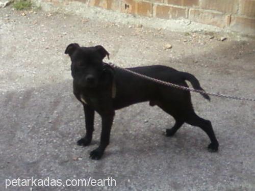 tyson Erkek Amerikan Staffordshire Terrier