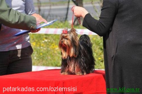 octavia Dişi Yorkshire Terrier