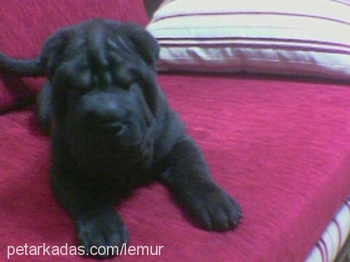 lemur Erkek Çin Shar-Pei