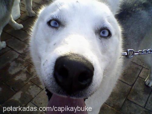 köpük Dişi Sibirya Kurdu (Husky)