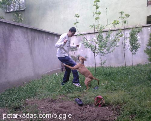 biggie Dişi Boxer