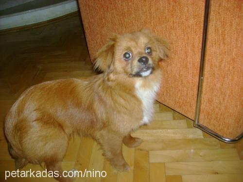 fındık Erkek Tibetli Spaniel