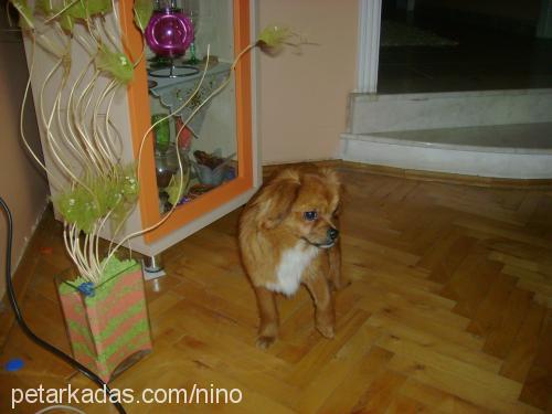 fındık Erkek Tibetli Spaniel