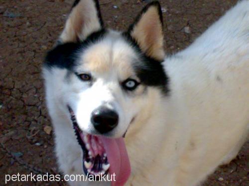 bulut Erkek Sibirya Kurdu (Husky)