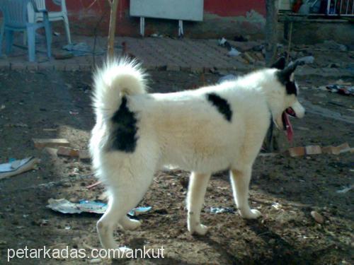 bulut Erkek Sibirya Kurdu (Husky)