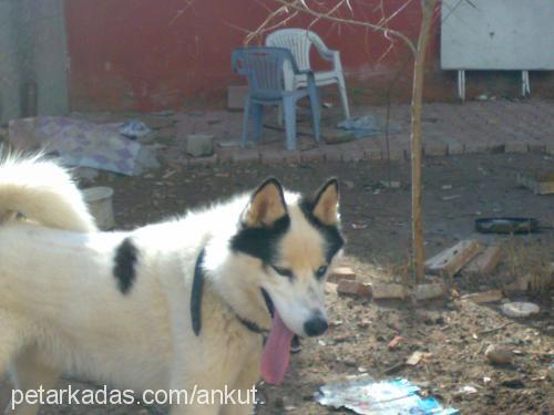 bulut Erkek Sibirya Kurdu (Husky)