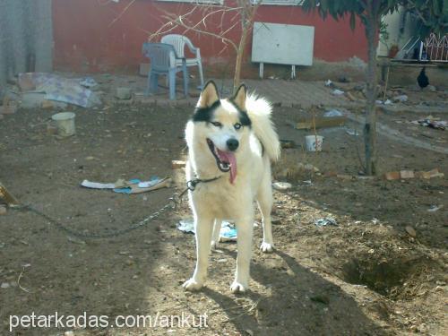 bulut Erkek Sibirya Kurdu (Husky)