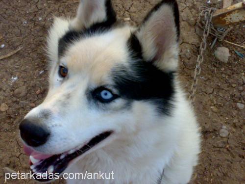 bulut Erkek Sibirya Kurdu (Husky)