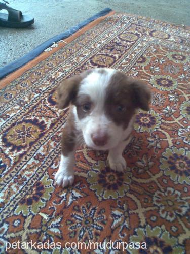 paşa Erkek Border Collie