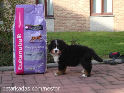 fnestor Erkek Bernese Dağ Köpeği