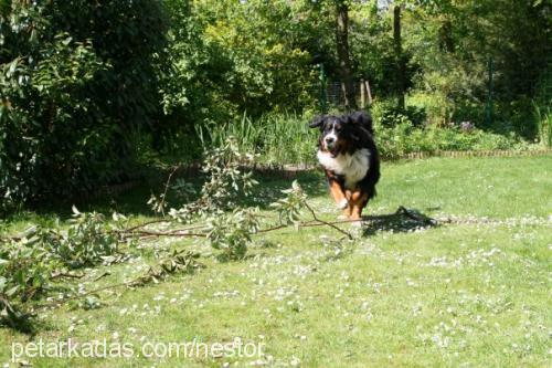 fnestor Erkek Bernese Dağ Köpeği