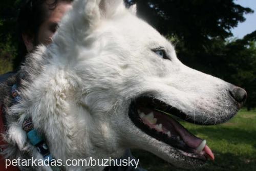 buz Dişi Sibirya Kurdu (Husky)