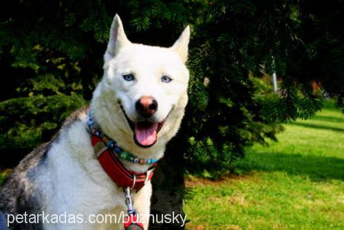 buz Dişi Sibirya Kurdu (Husky)