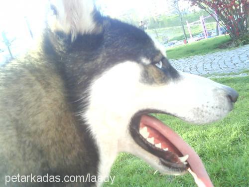 husky Erkek Sibirya Kurdu (Husky)