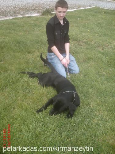 zeytin Erkek Labrador Retriever