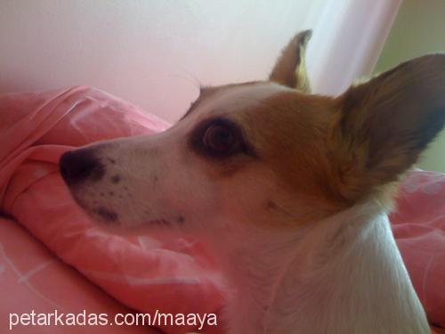 maya Dişi Jack Russell Terrier