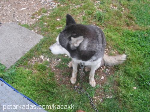 sahipsizhusky Dişi Sibirya Kurdu (Husky)