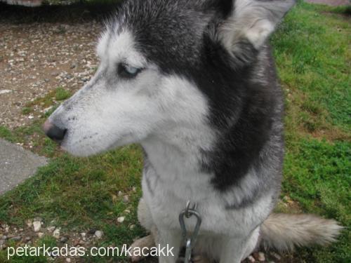 sahipsizhusky Dişi Sibirya Kurdu (Husky)