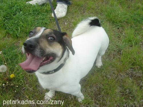 zany Erkek Jack Russell Terrier