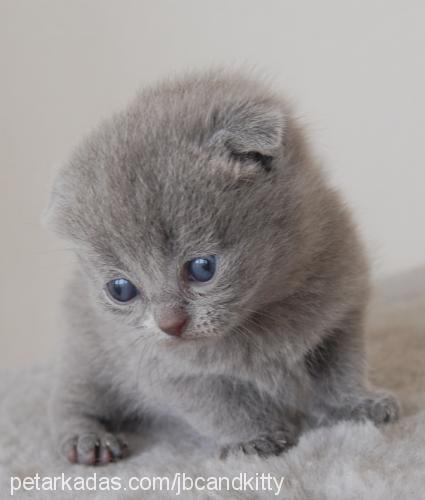 patik Dişi Scottish Fold