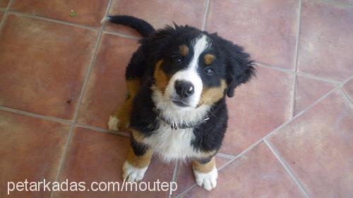 goofy Erkek Bernese Dağ Köpeği