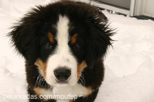 goofy Erkek Bernese Dağ Köpeği