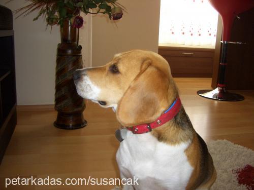 luna Dişi Beagle