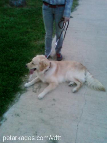 paŞa Erkek Golden Retriever