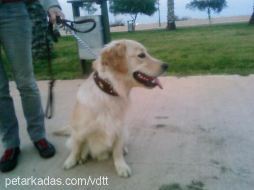 paŞa Erkek Golden Retriever