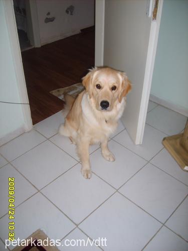 paŞa Erkek Golden Retriever