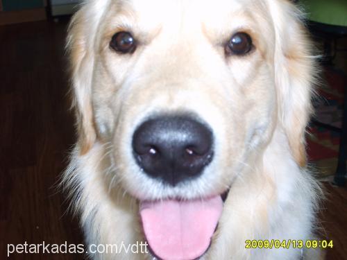 paŞa Erkek Golden Retriever