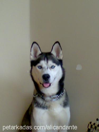 dante Erkek Sibirya Kurdu (Husky)