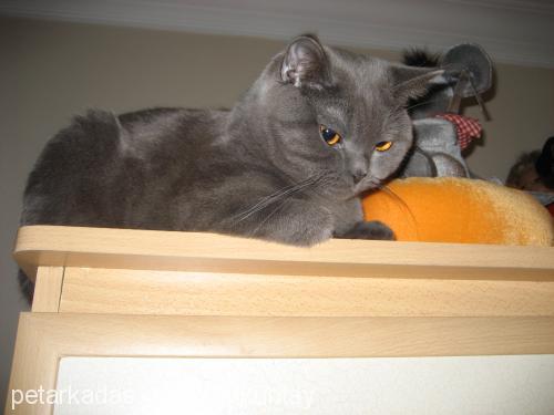 carlos Erkek British Shorthair