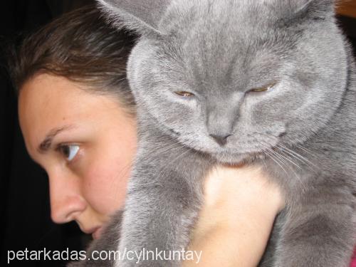 carlos Erkek British Shorthair