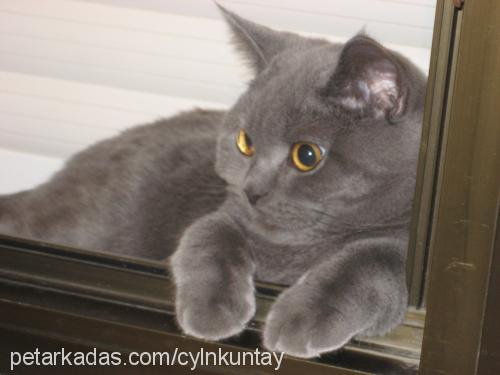 carlos Erkek British Shorthair