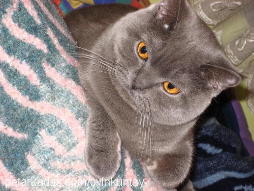 carlos Erkek British Shorthair