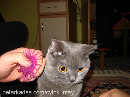 carlos Erkek British Shorthair