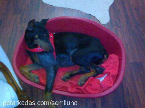 dela Dişi Doberman Pinscher