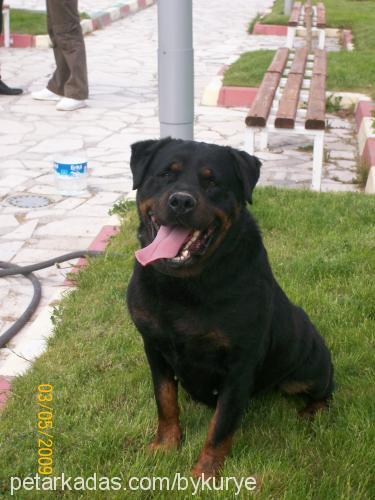 woody Dişi Rottweiler